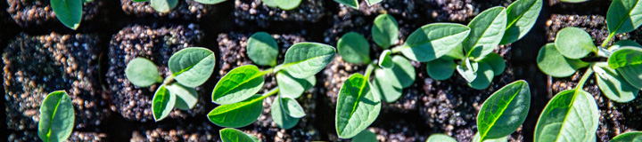 seedlings sprouting from ground
